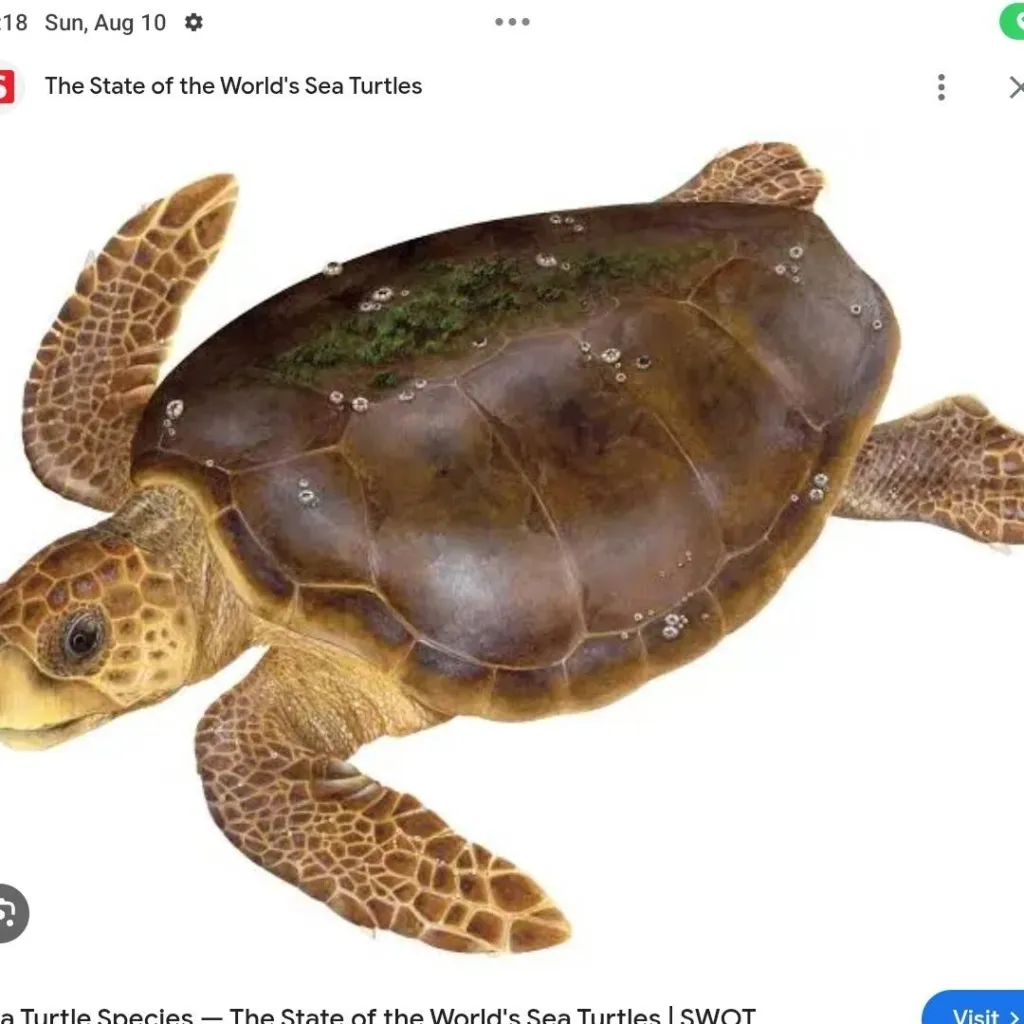 chat with ai character: turtleclan cult