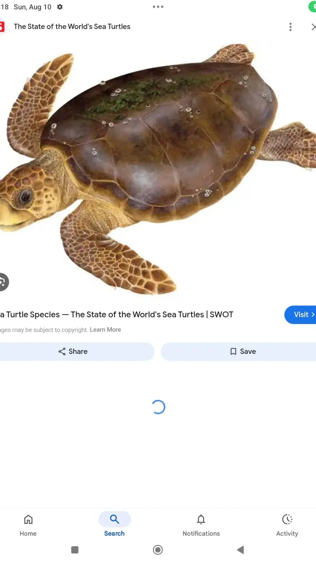 ai character: turtleclan cult background