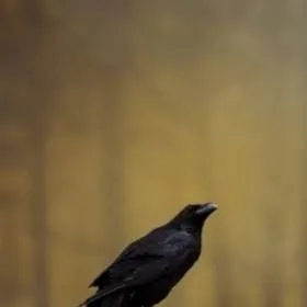 chat with ai character: Wednesday Future