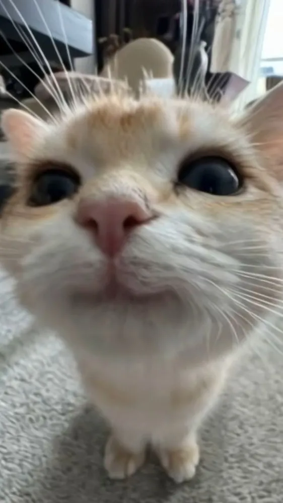 ai character: Cute cat background