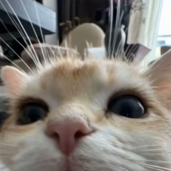 chat with ai character: Cute cat