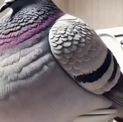 chat with ai character: pigeon