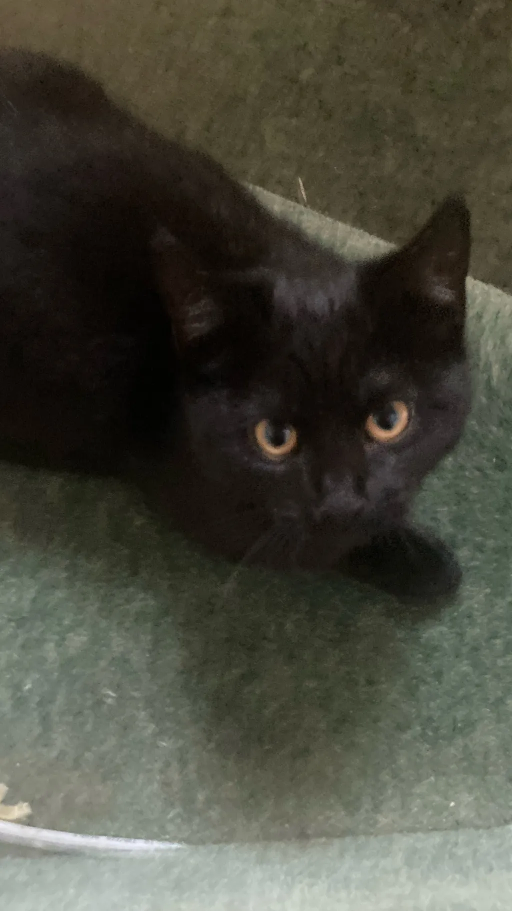 ai character: Winnie background