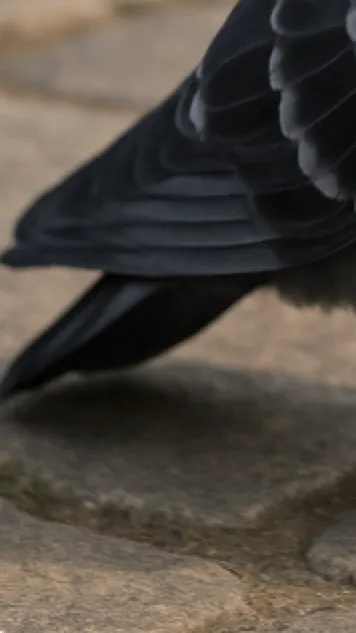 ai character: your birthday  background