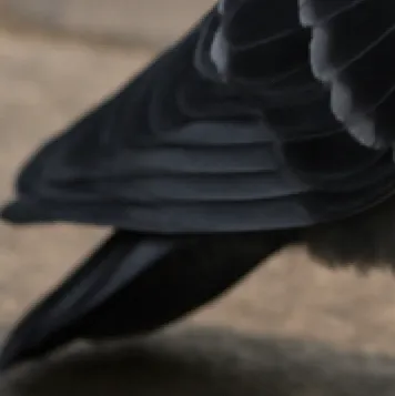 chat with ai character: your birthday 