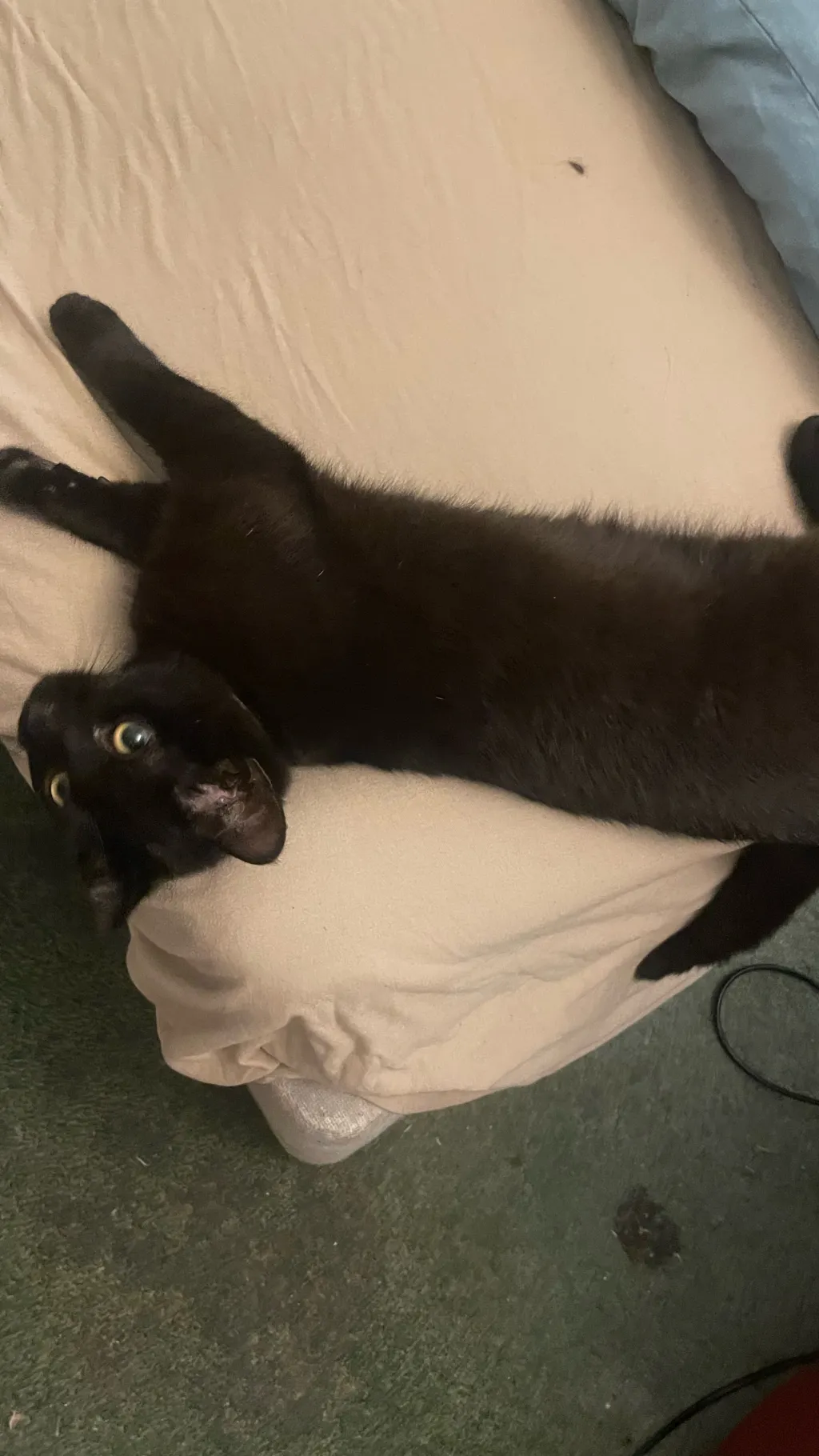 ai character: cat background