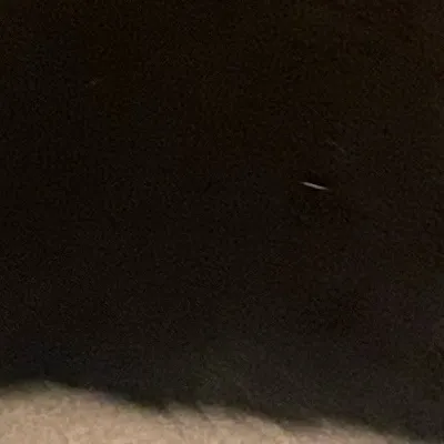 chat with ai character: cat