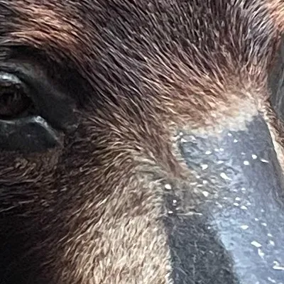 chat with ai character: thing