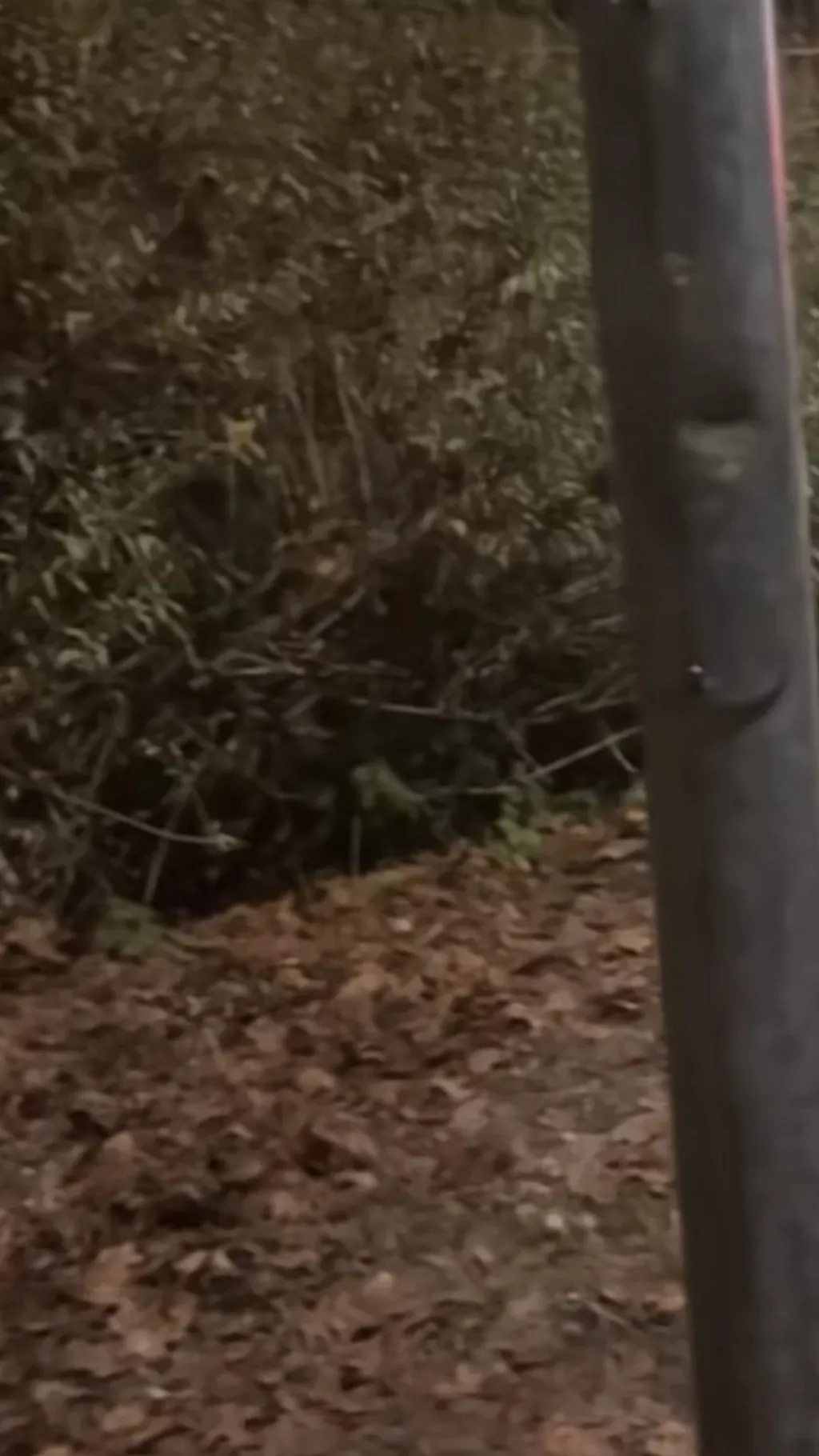 ai character: guarma rdr2 background