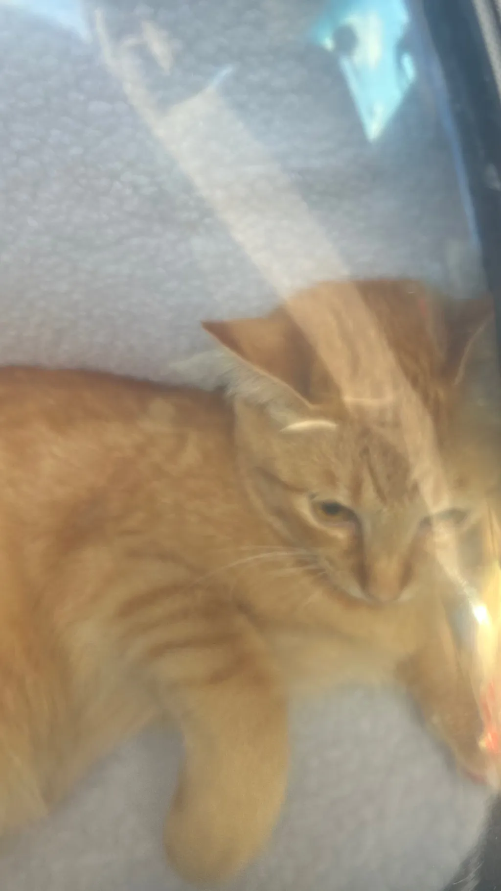 ai character: Kitty background