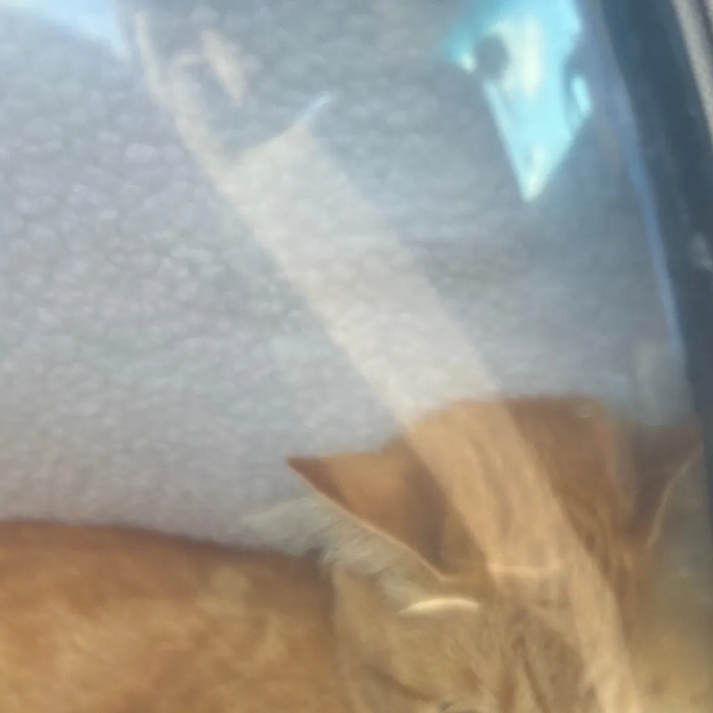 chat with ai character: Kitty