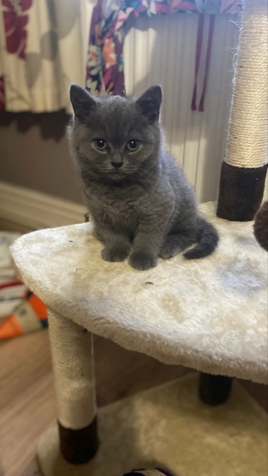 ai character: Hungry cat background