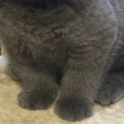 chat with ai character: Hungry cat