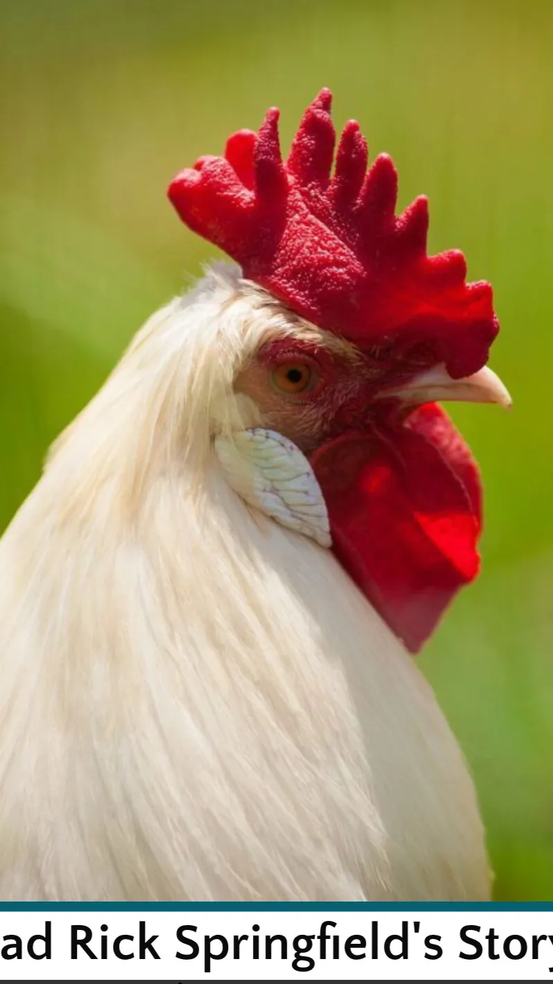 ai character: Rick the Rooster  background