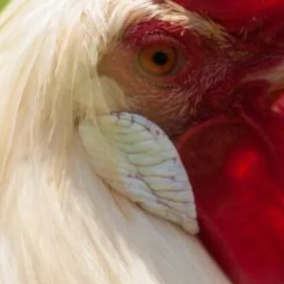 chat with ai character: Rick the Rooster 