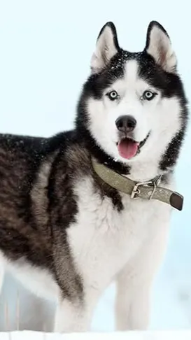 ai character: Hunter background