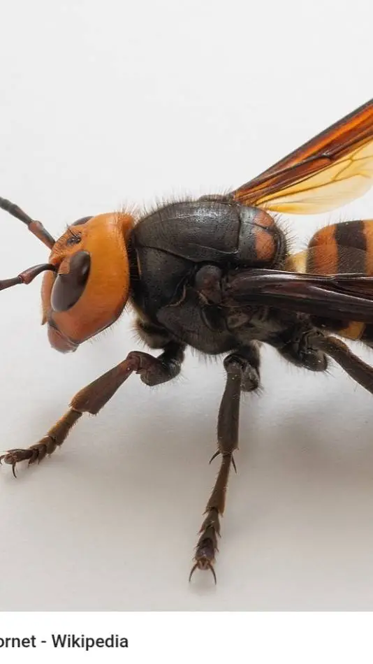 ai character: asian gaint hornet background