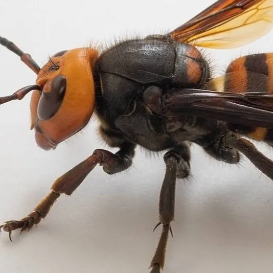 chat with ai character: asian gaint hornet
