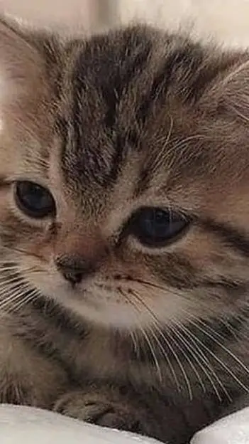 ai character: Js click it ... background