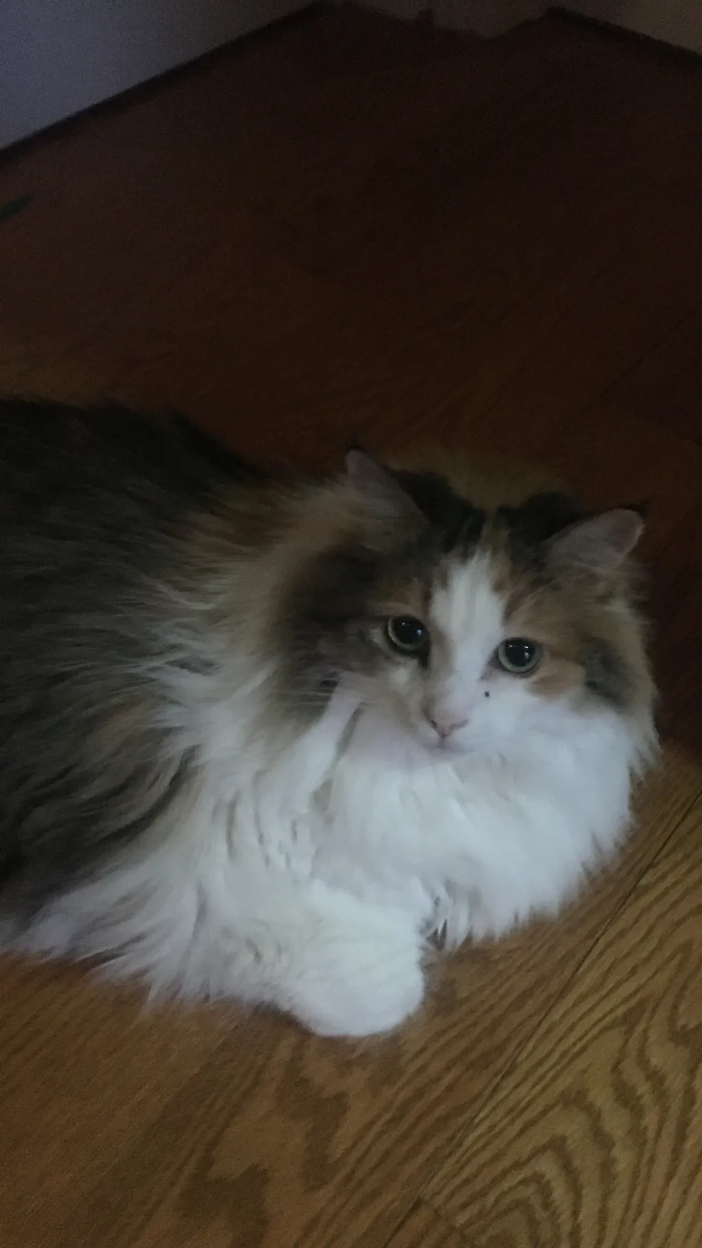 ai character: Comfort Cat background