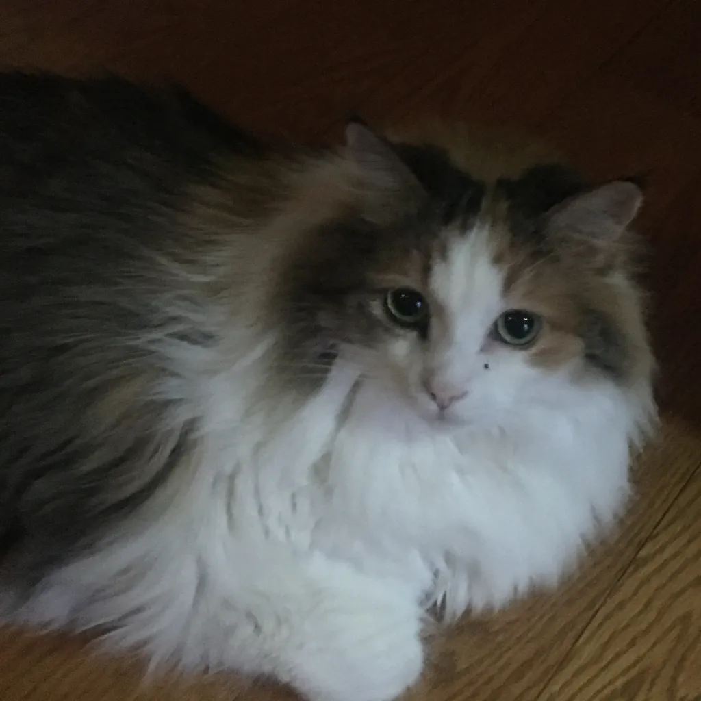 chat with ai character: Comfort Cat