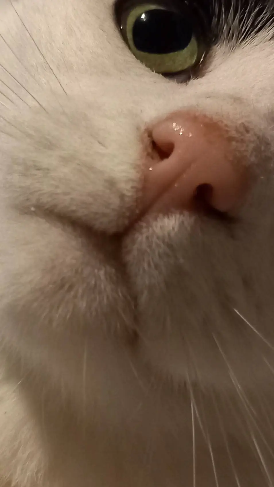 ai character: MHA dabihawks  background