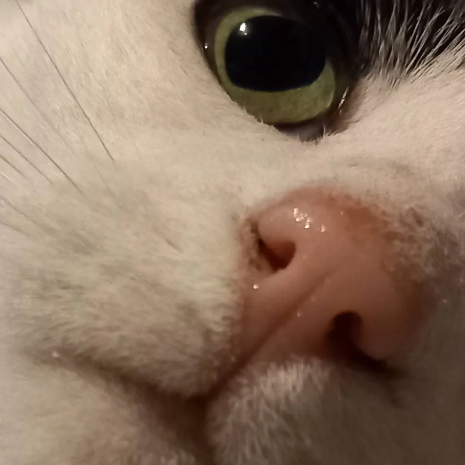 chat with ai character: MHA dabihawks 