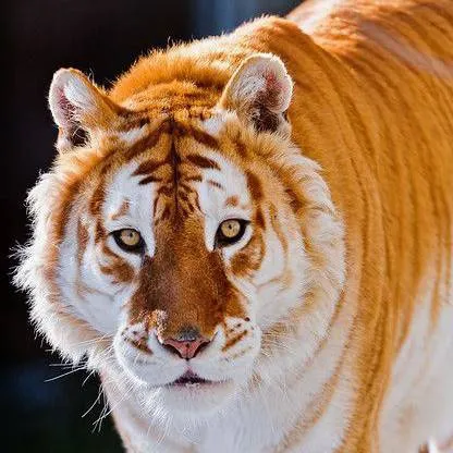 chat with ai character: saja boys