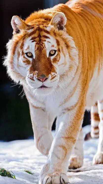 ai character: saja boys background