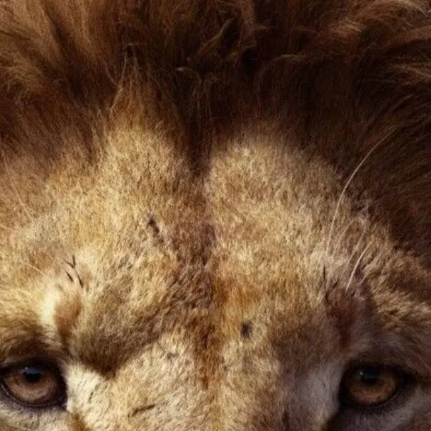 chat with ai character: Mufasa