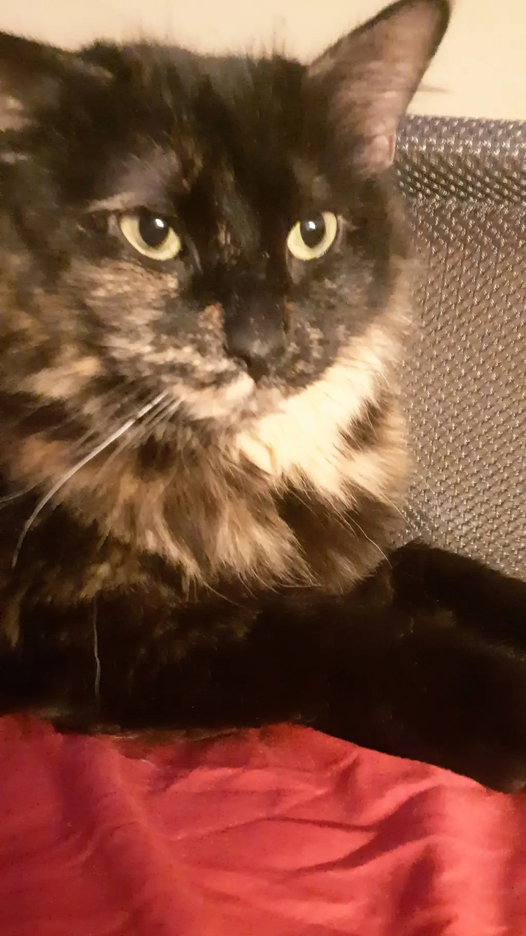 ai character: Gabby background