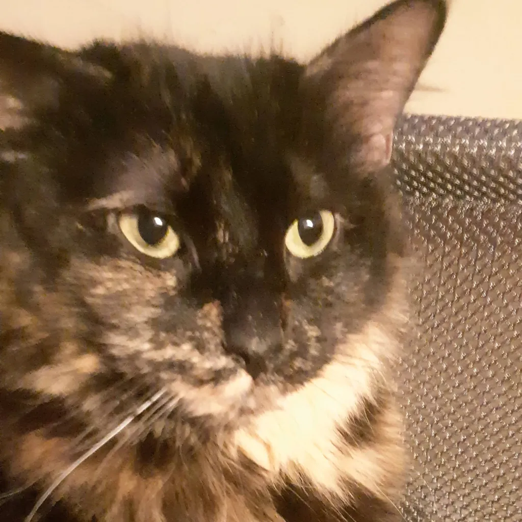 chat with ai character: Gabby