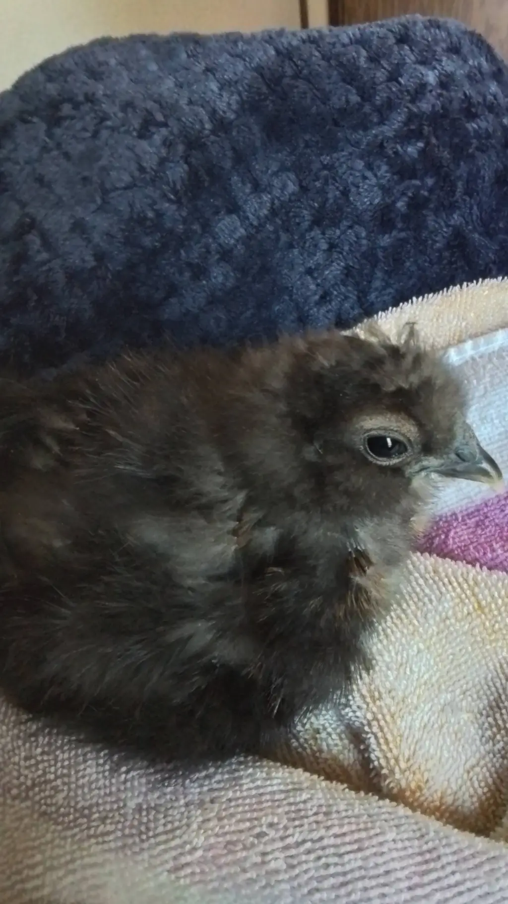 ai character: my chicken background