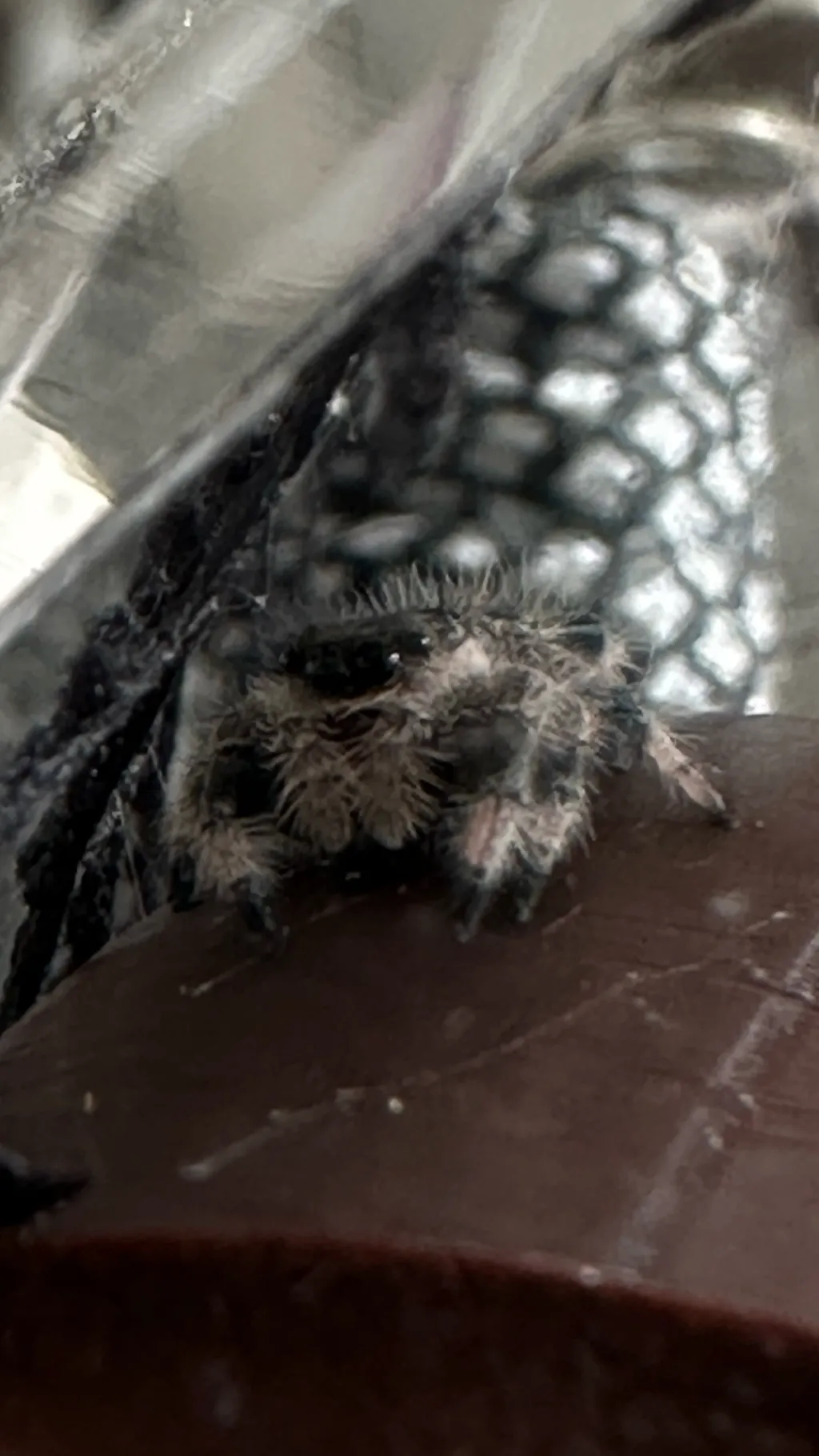 ai character: Cute spider background