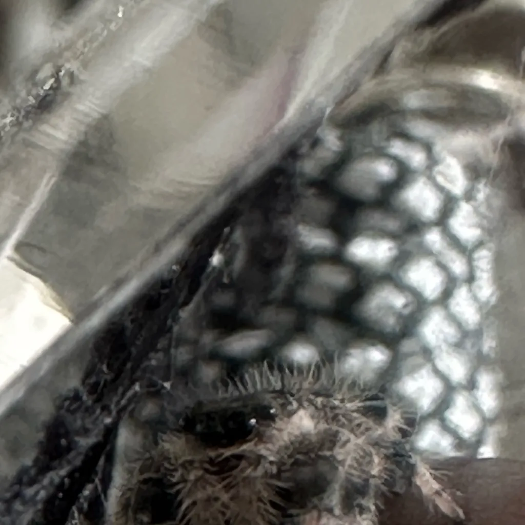 chat with ai character: Cute spider