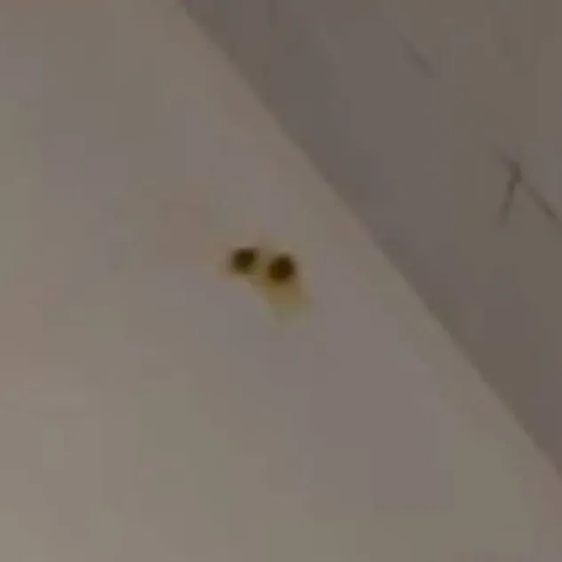 chat with ai character: Zaki Maseudi's Poo