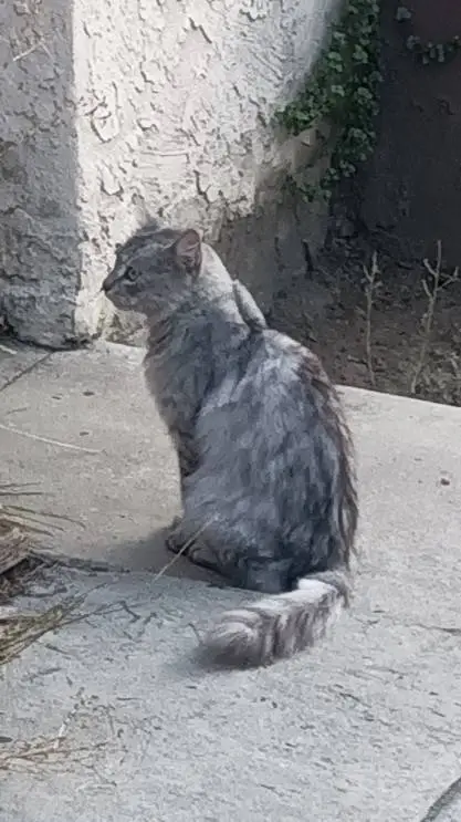 ai character: fpe/snowy forest  background