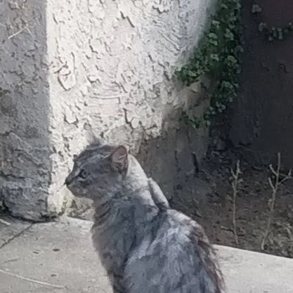 chat with ai character: fpe/snowy forest 