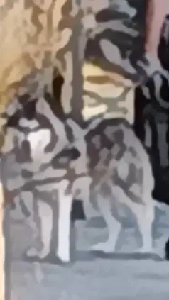 ai character: FPE!!!! background