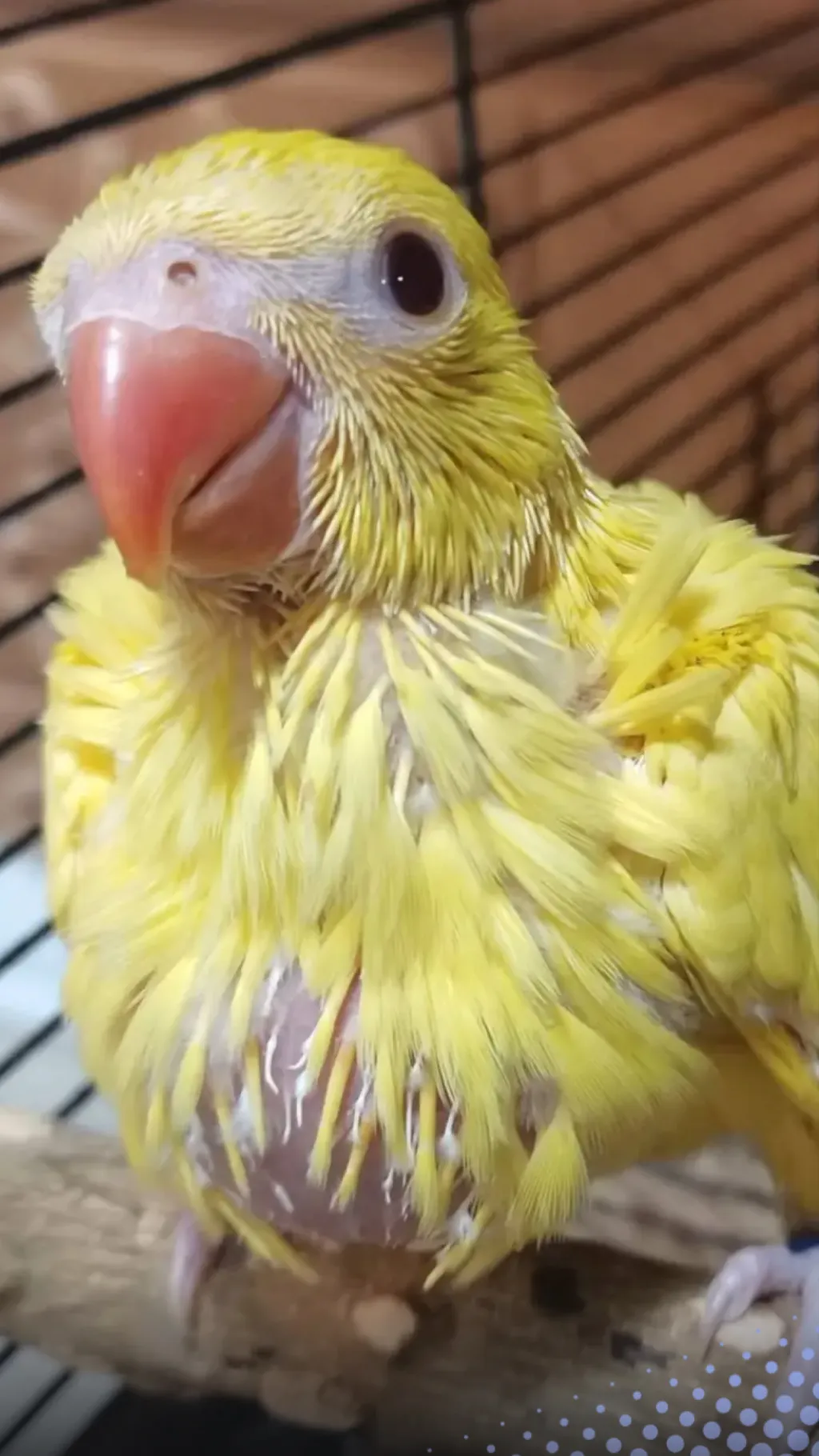 ai character: Parrot background