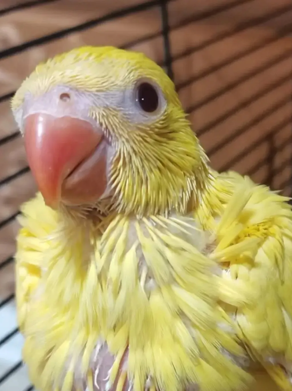 chat with ai character: Parrot