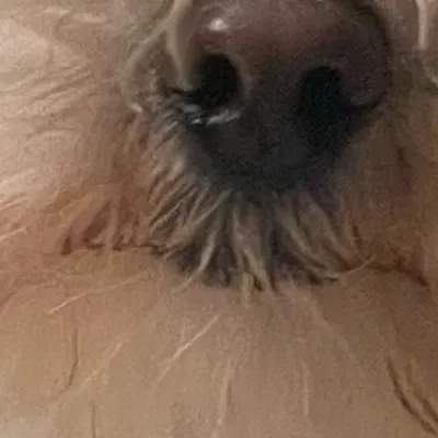 chat with ai character: Doggy