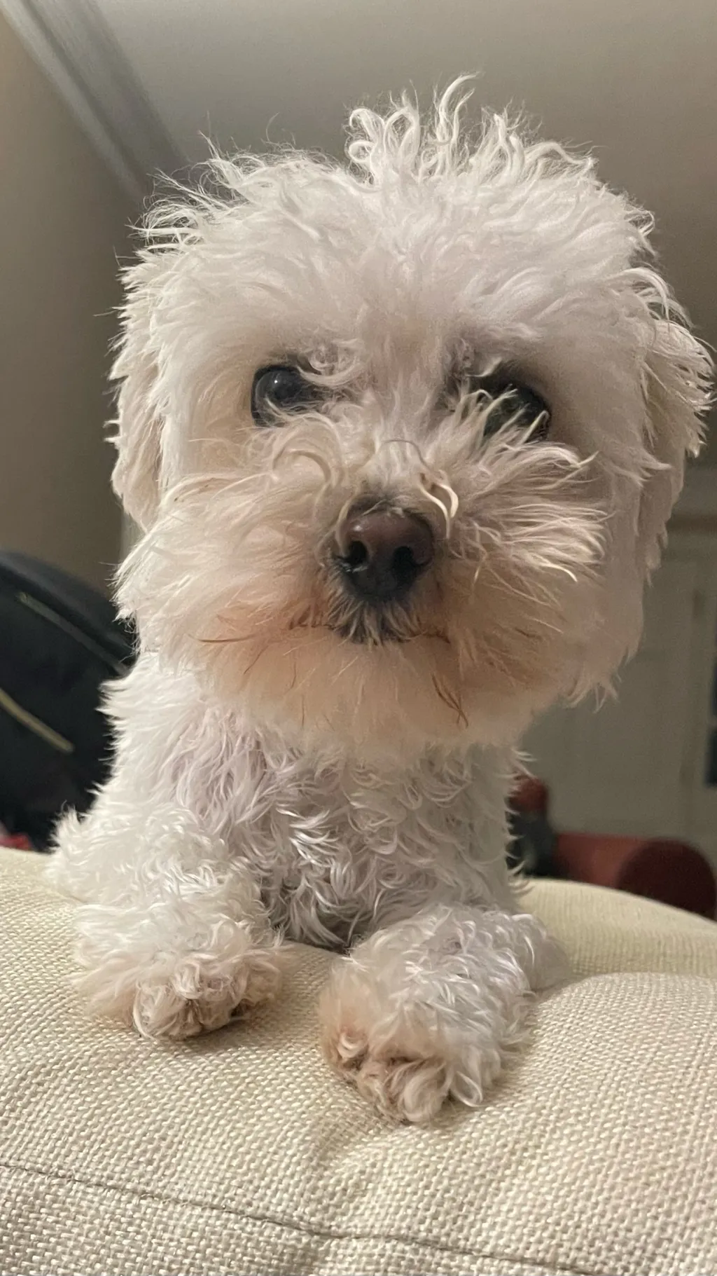 ai character: Doggy background