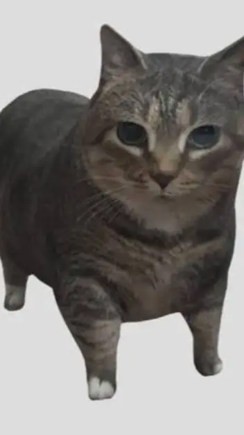 ai character: gato 3D 🗣 background