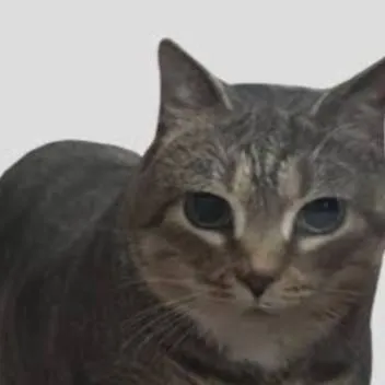 chat with ai character: gato 3D 🗣
