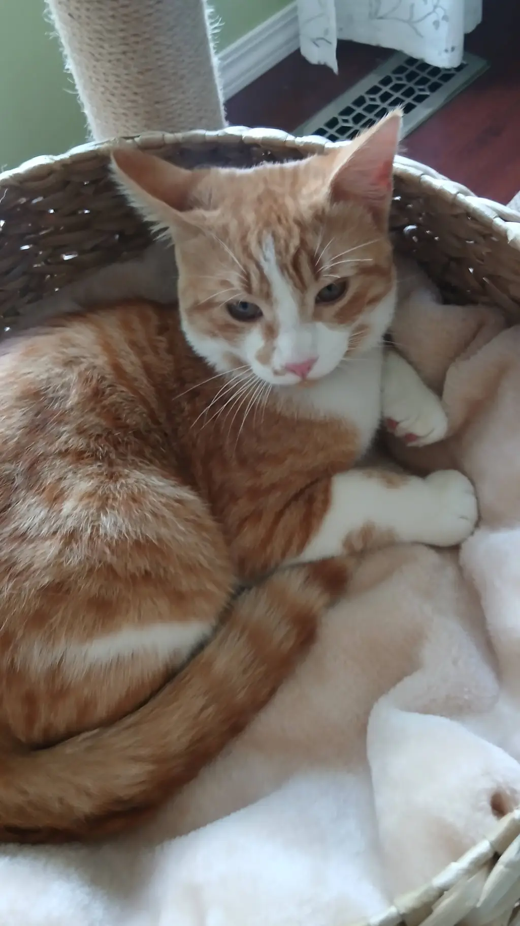 ai character: Armin (the cat) background