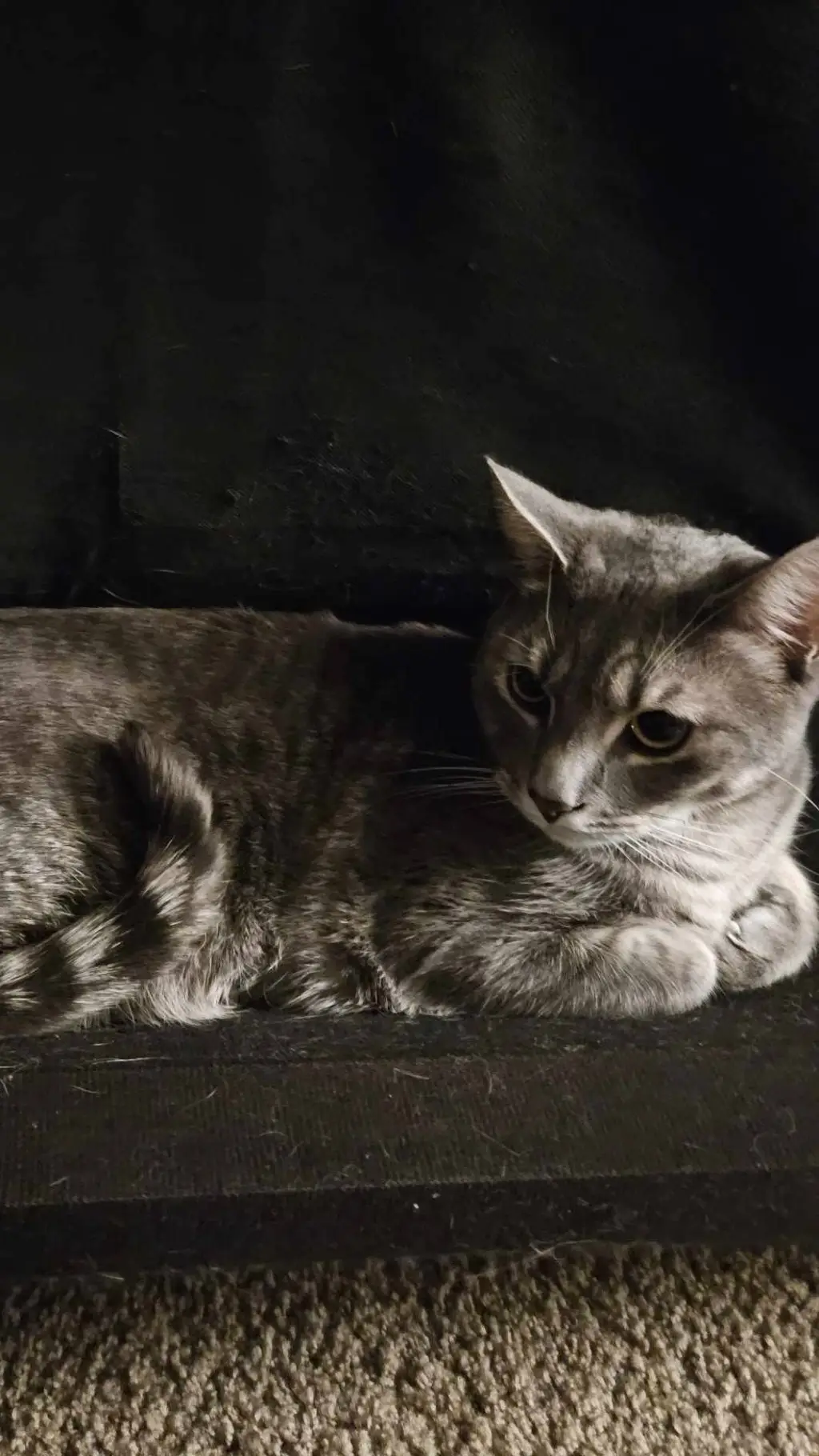 ai character: charlie background