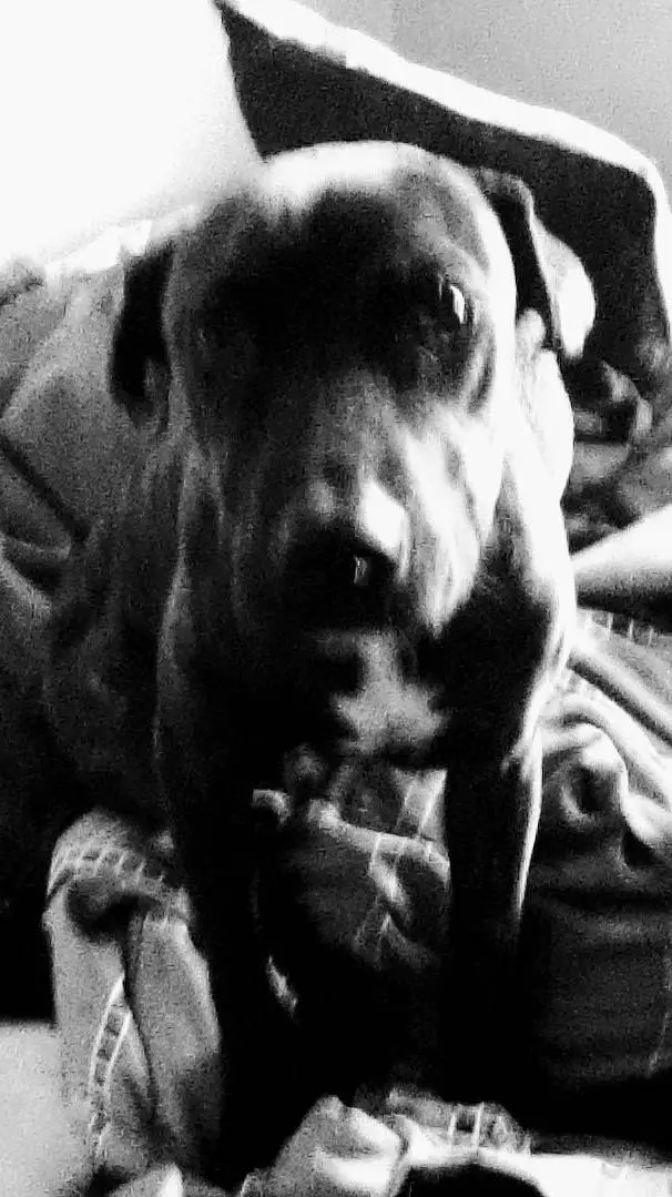 ai character: Grizz background