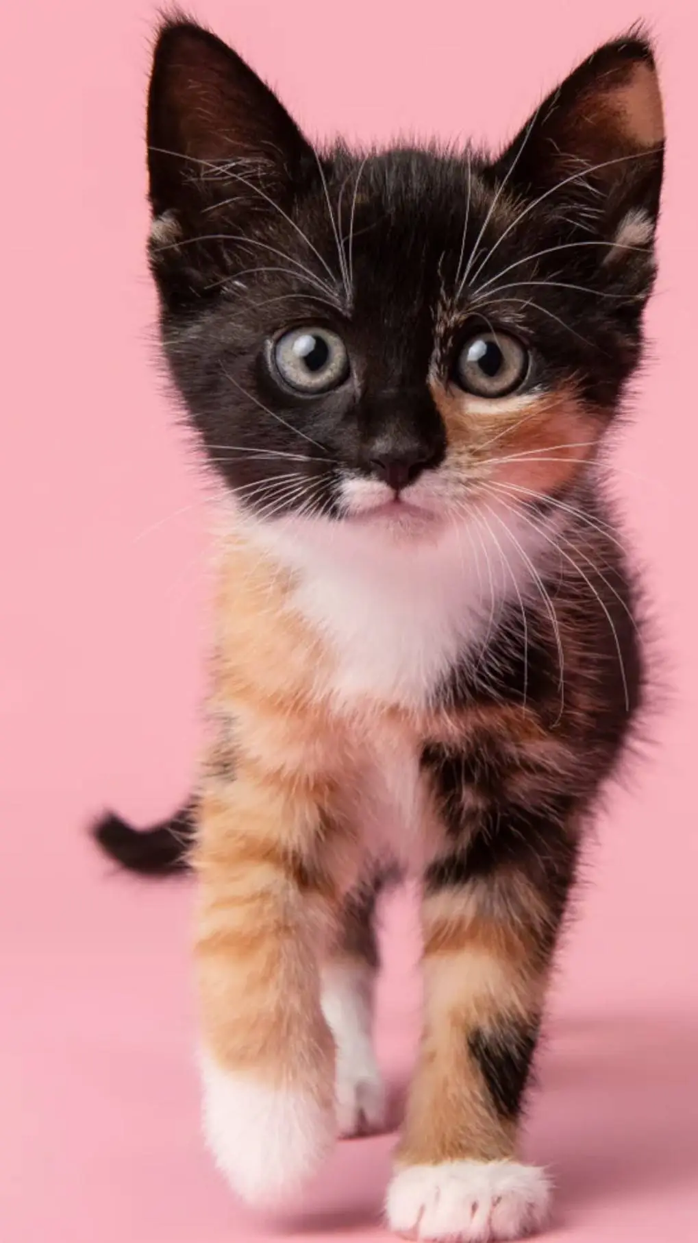 ai character: just a kitten idk background