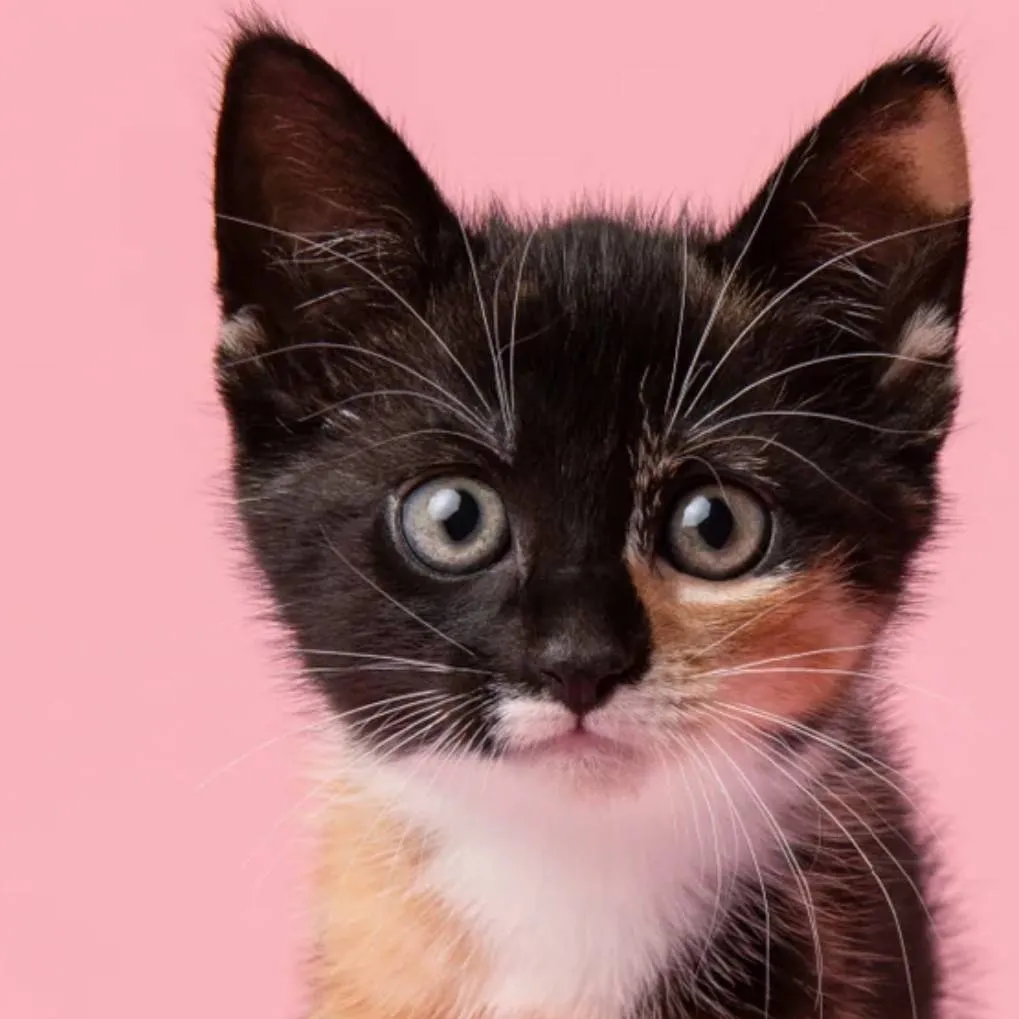 chat with ai character: just a kitten idk